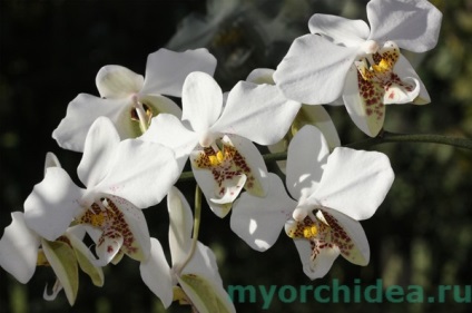 Фаленопсис орхідея фото, види, як вибрати