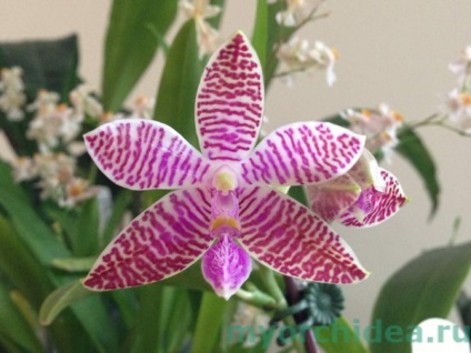 Фаленопсис орхідея фото, види, як вибрати