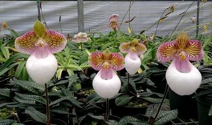 Фіалки на підвіконні, paphiopedilum, пафіопеділум - догляд за орхідеєю в домашніх умовах