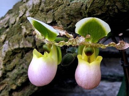 Фіалки на підвіконні, paphiopedilum, пафіопеділум - догляд за орхідеєю в домашніх умовах