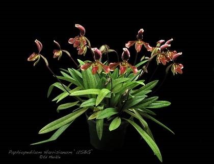 Violete pe pervazul ferestrei, paphiopedilum, papiopedilum - îngrijirea orhideelor ​​la domiciliu