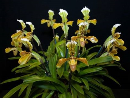 Фіалки на підвіконні, paphiopedilum, пафіопеділум - догляд за орхідеєю в домашніх умовах