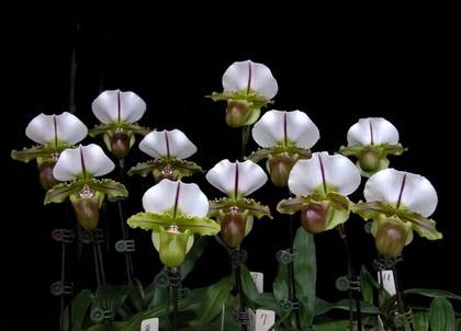 Фіалки на підвіконні, paphiopedilum, пафіопеділум - догляд за орхідеєю в домашніх умовах