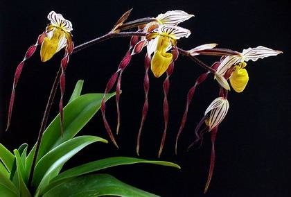 Фіалки на підвіконні, paphiopedilum, пафіопеділум - догляд за орхідеєю в домашніх умовах