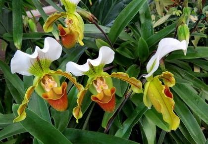 Фіалки на підвіконні, paphiopedilum, пафіопеділум - догляд за орхідеєю в домашніх умовах