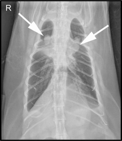 Фіброз легенів кішок рентгенологічні і гістопатологічні характеристики дев'яти пацієнтів,