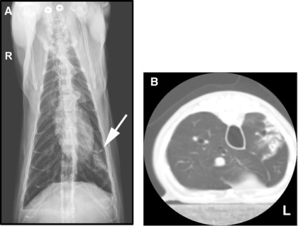 Фіброз легенів кішок рентгенологічні і гістопатологічні характеристики дев'яти пацієнтів,