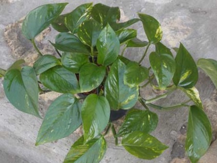 Philodendron - îngrijire, tăiere, reproducere, probleme, boli