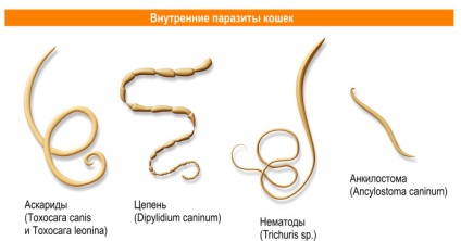 Фіолетовий і коричневий, глисти і жуйка