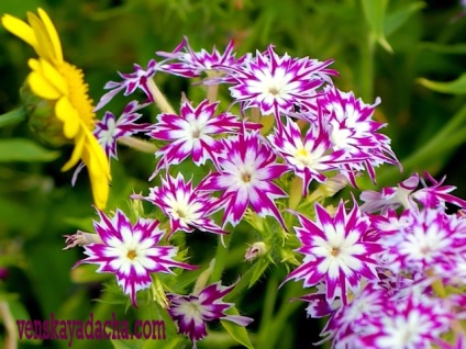 Phlox Drummond - dacha vieneză