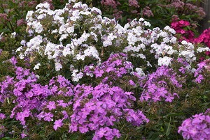 Phlox - virágzó nyaraló (Minden a legjobb Svetlana Cottage) Phlox - nyíló hétvégi ház