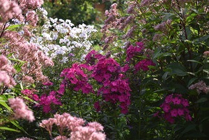 Phlox - virágzó nyaraló (Phlox) Phlox - nyíló hétvégi ház