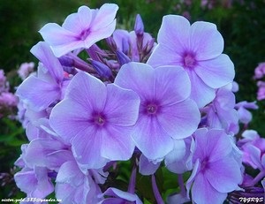 Phlox - virágzó nyaraló (Minden a legjobb Svetlana) Phlox - nyíló hétvégi ház