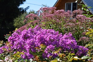 Phlox - virágzó nyaraló (Minden a legjobb Svetlana Cottage) Phlox - nyíló hétvégi ház