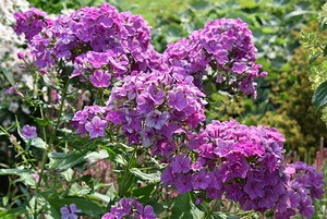 Phlox - virágzó nyaraló (Phlox) Phlox - nyíló hétvégi ház