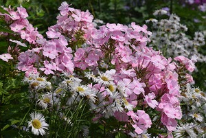 Phlox - virágzó nyaraló (Minden a legjobb Svetlana) Phlox - nyíló hétvégi ház