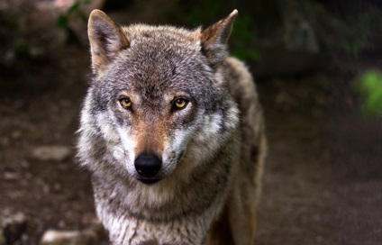 Fermierii francezi oferă să tragă lupi - responsabilitate socială