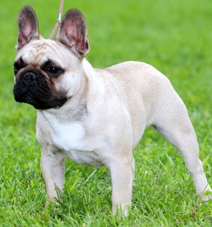 Французький бульдог собака фото, купити, відео, ціна