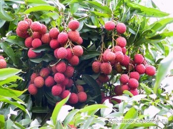 Litchi fructe (ligi, chineză pere) proprietăți, comentarii și comentarii