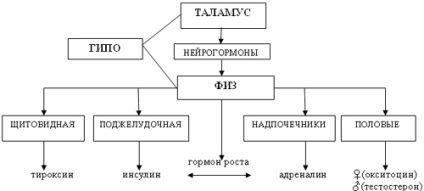 Функції залоз внутрішньої секреції