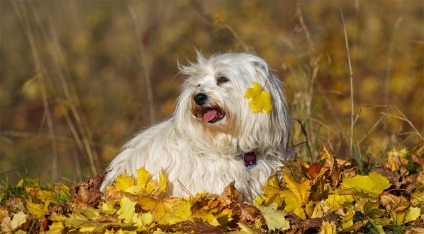 Havanese описание порода снимки и прегледи на собствениците