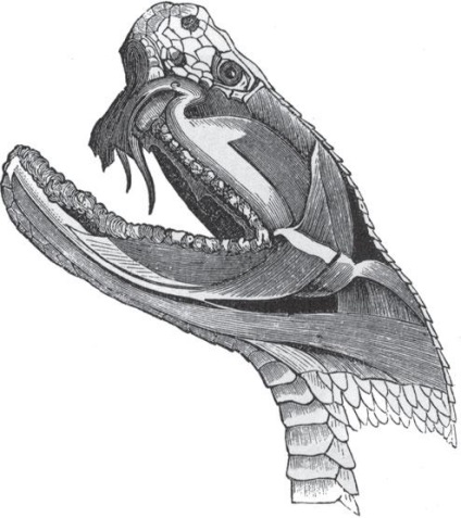 Де у змії знаходиться отрута