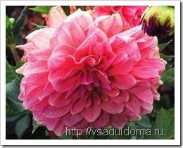 Dahlias în țară - plantare, cultivare, îngrijire, depozitare și soiuri înfloritoare frumos - afaceri ușoare