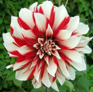 Dahlias crescut de tuberculi în sol deschis - cu fotografie