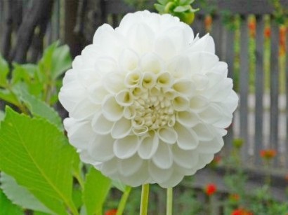 Dahlias crescut de tuberculi în sol deschis - cu fotografie