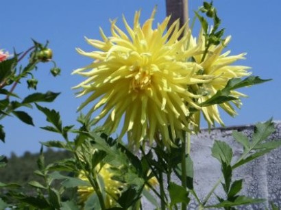 Dahlias crescut de tuberculi în sol deschis - cu fotografie