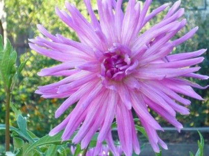 Dahlias crescut de tuberculi în sol deschis - cu fotografie