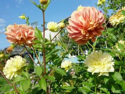 Dahlias crescut de tuberculi în sol deschis - cu fotografie