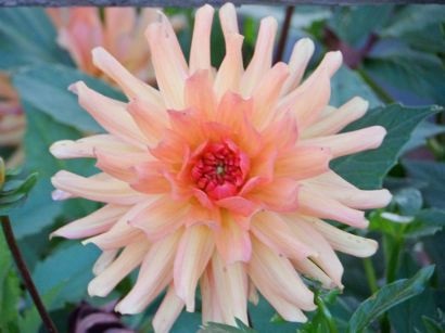 Dahlias crescut de tuberculi în sol deschis - cu fotografie