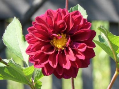 Dahlias crescut de tuberculi în sol deschis - cu fotografie