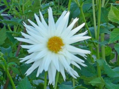 Dahlias crescut de tuberculi în sol deschis - cu fotografie