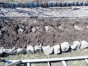 Жоржини, вирощування з бульб у відкритому ґрунті - з фото