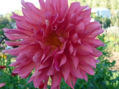 Dahlias crescut de tuberculi în sol deschis - cu fotografie