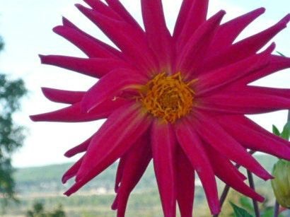 Dahlias crescut de tuberculi în sol deschis - cu fotografie