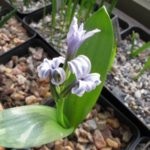 Hyacinths într-o plantă oală și de îngrijire la domiciliu, cum ar arata