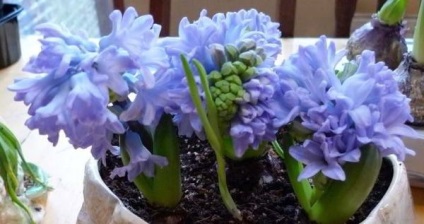 Hyacinths într-o plantă oală și de îngrijire la domiciliu, cum ar arata