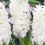 Hyacinths într-o plantă oală și de îngrijire la domiciliu, cum ar arata