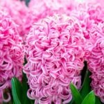 Hyacinths într-o plantă oală și de îngrijire la domiciliu, cum ar arata