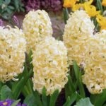 Hyacinths într-o plantă oală și de îngrijire la domiciliu, cum ar arata