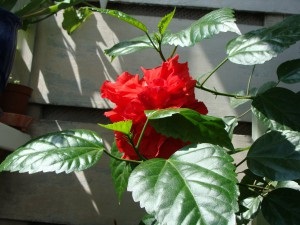 Hibiscus house propagation