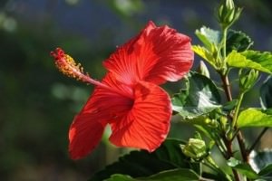 Hibiscus proprietăți utile și contraindicații