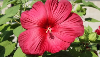 Hibiscus - hasznos tulajdonságok és ellenjavallatok, előnyeit hibiszkusz tea