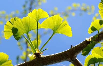 Ginkgo biloba gyógyító tulajdonságokkal és ellenjavallatok