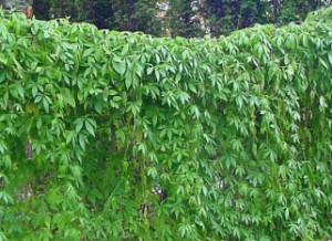 Gynostemma, jiaogulan, planta de nemurire (gynostemma)