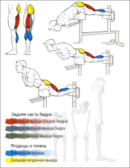 Hyperextensia, antrenamentul lupilor