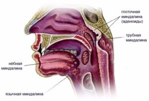 Glandele și amigdalele în ce diferență sunt acele adenoide